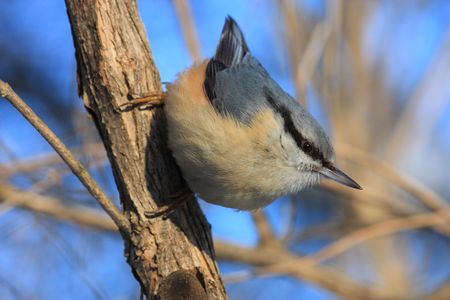nuthatch on the branchの写真素材