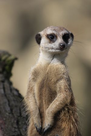 meerkatの写真素材