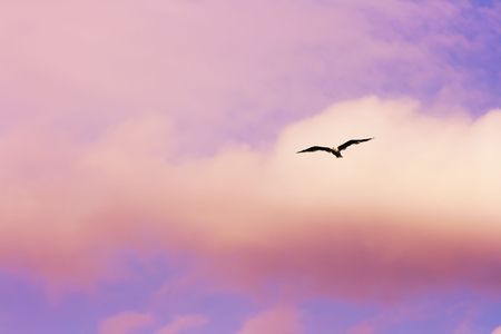 Seagull flying at the sunset sky の写真素材