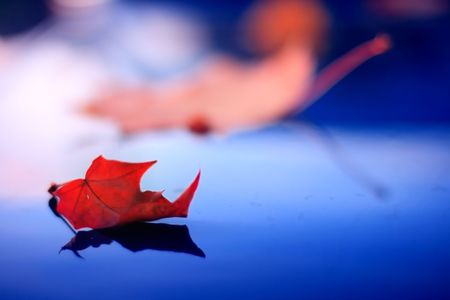 Maple leaf at sunset reflected on blue varnished surfaceの写真素材