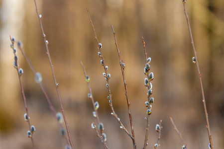 Blossoming buds of pussy-willow on branches in the spring forest at sunset in April. Salix. The genus of woody plants of the family Salicaceae. Shallow depth of field.の写真素材