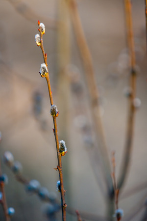 Blossoming buds of pussy-willow on branches in the spring forest at sunset in April. Salix. The genus of woody plants of the family Salicaceae. Shallow depth of field.の写真素材