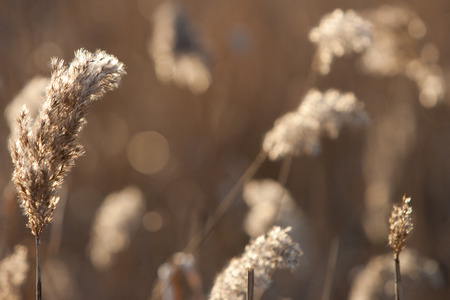 Spikelets of last year's dry grass in the spring April forest at sunset. Backlit sunlightの写真素材
