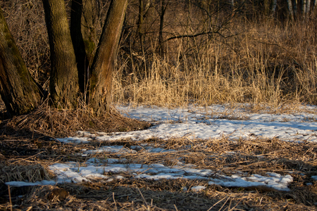 Remains of snow in the spring forest at sunset. Last year's dried grass in Aprilの写真素材