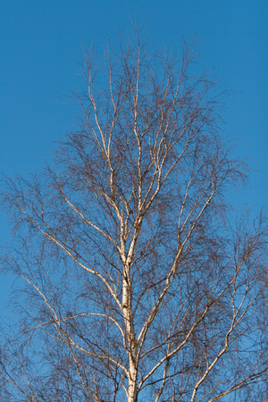 Crown of birch on a background of blue April sky.の写真素材