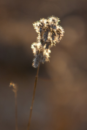 Spikelets of last year's dry grass in the spring April forest at sunset. Backlit sunlightの写真素材