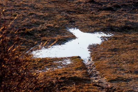 April puddle in the spring forest at sunset. Last year's dried grass.