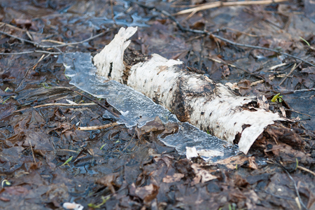 Birch bark and ice in the frozen forest April puddle.の写真素材