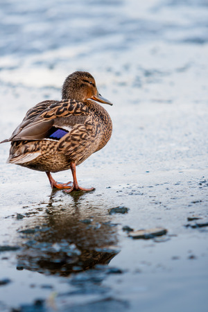 The duck walks along the melting ice of the pond in the park in the spring at sunset in April.の写真素材