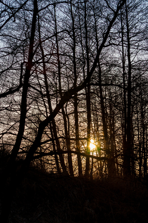 In the spring forest at sunset in April. Silhouettes of trees against a cloudless sky.の写真素材