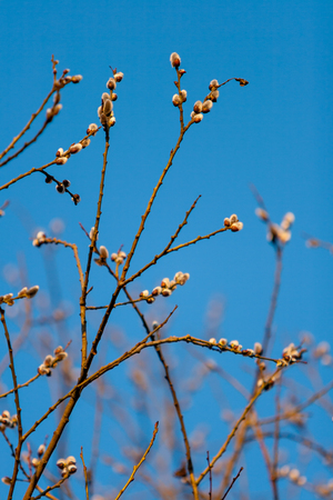 Swollen buds on a bush in a spring forest at sunset in April. Against the background of a cloudless blue skyの写真素材