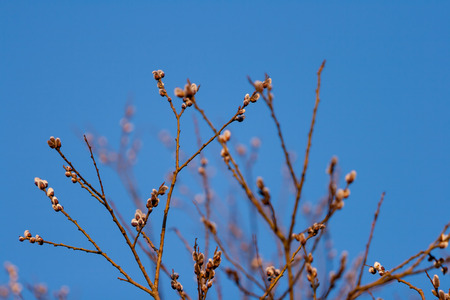 Swollen buds on a bush in a spring forest at sunset in April. Against the background of a cloudless blue skyの写真素材