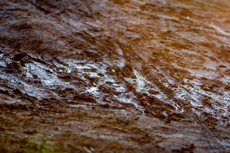 Wet earth with footprints and bicycle wheels in the spring April forest at sunset