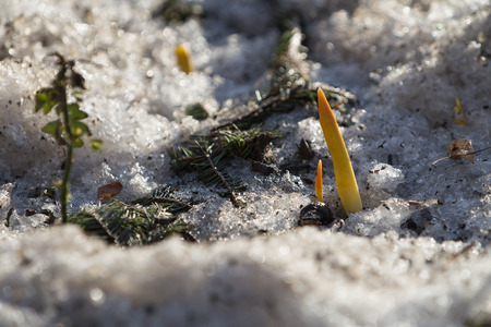 Flower sprouts break through melting snow at the entrance to Lefortovo Park in early April in Moscow. Lefortovo Park (originally Golovin Garden, also known as Versailles on the Yauza) is a Moscow historical and natural monument of architecture and landscape art built in the beginning of the XVIII century, adjacent to the Catherine Palace, located in the Lefortovo district. One of the oldest parks in Moscow.の写真素材
