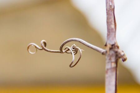 Grape vine curled tendril detail in spring. Tendril of grapes, close up macro photo image on abstract background, great illustration for wine bar, restaurant, enoteca, wine shop or special interiorの写真素材