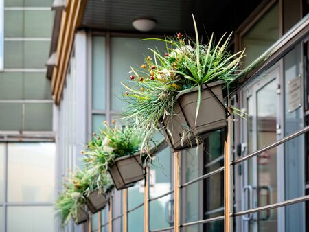 A flower pot with green plants at the entrance to the office. Steel decorative fence with rectangular hanging flowerbeds on the ground floor in the town. Decoration and freshnessの写真素材