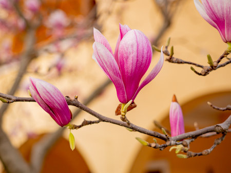 Blooming magnolia. Large pink with a hint of purple flowers on a magnolia tree in early spring. Beautiful magnolia spring blossoms on the street. Rovinj, Istria, Croatia - March 12, 2023の写真素材