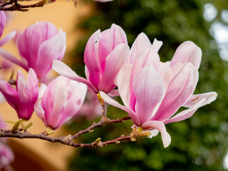 Blooming magnolia. Large pink with a hint of purple flowers on a magnolia tree in early spring. Beautiful magnolia spring blossoms on the street. Rovinj, Istria, Croatia - March 12, 2023の写真素材