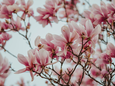 Blooming magnolia. Large pink with a hint of purple flowers on a magnolia tree in early spring. Beautiful magnolia spring blossoms on the street. Rovinj, Istria, Croatia - March 12, 2023の写真素材
