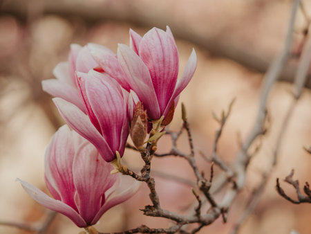 Blooming magnolia. Large pink with a hint of purple flowers on a magnolia tree in early spring. Beautiful magnolia spring blossoms on the street. Rovinj, Istria, Croatia - March 12, 2023の写真素材
