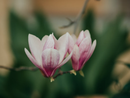 Blooming magnolia. Large pink with a hint of purple flowers on a magnolia tree in early spring. Beautiful magnolia spring blossoms on the street. Rovinj, Istria, Croatia - March 12, 2023の写真素材