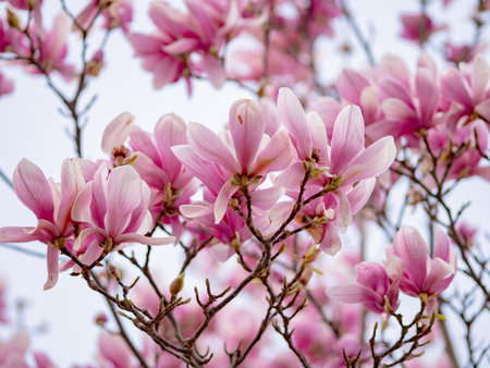 Blooming magnolia. Large pink with a hint of purple flowers on a magnolia tree in early spring. Beautiful magnolia spring blossoms on the street. Rovinj, Istria, Croatia - March 12, 2023の写真素材