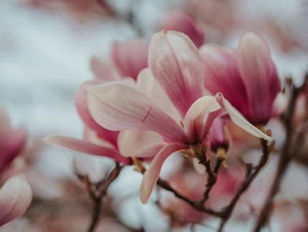Blooming magnolia. Large pink with a hint of purple flowers on a magnolia tree in early spring. Beautiful magnolia spring blossoms on the street. Rovinj, Istria, Croatia - March 12, 2023の写真素材