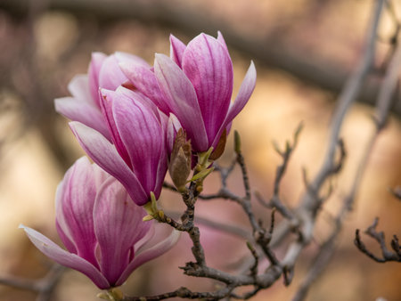 Blooming magnolia. Large pink with a hint of purple flowers on a magnolia tree in early spring. Beautiful magnolia spring blossoms on the street. Rovinj, Istria, Croatia - March 12, 2023の写真素材