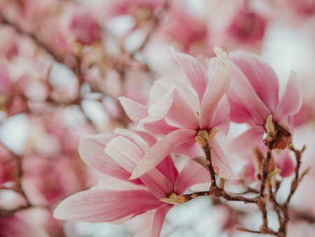 Blooming magnolia. Large pink with a hint of purple flowers on a magnolia tree in early spring. Beautiful magnolia spring blossoms on the street. Rovinj, Istria, Croatia - March 12, 2023の写真素材