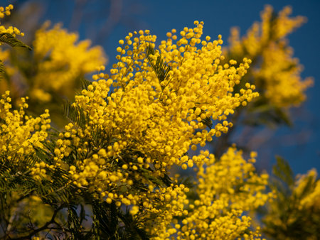 Beautiful bright yellow hairy mimosa flowers close-up. Blooming mimosa tree in early spring waves on wind. Sunny spring day. Acacia dealbata. Fluffy flowers in spring garden with sunny bokeh lightの写真素材