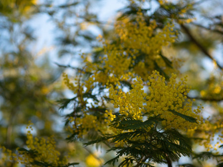 Beautiful bright yellow hairy mimosa flowers close-up. Blooming mimosa tree in early spring waves on wind. Sunny spring day. Acacia dealbata. Fluffy flowers in spring garden with sunny bokeh lightの写真素材