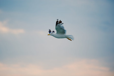 Seagull flies against the sunset sky over the sea. Background for a tourist brochure. Fazana,...