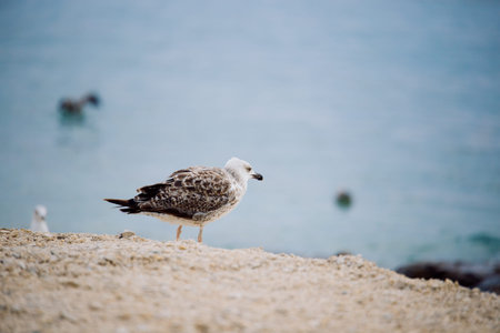 A seagull chick stands on a beach of small pebbles. Young seagull on the shore. Background for a...