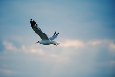 Seagull flies against the sunset sky over the sea. Background for a tourist brochure. Fazana,...