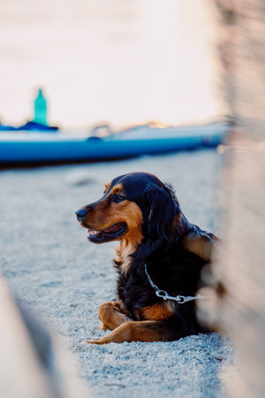 A dog lies on a fine gravel beach. Sunset on a summer evening. Fazana, Croatia - circa 2025の写真素材