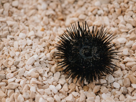 A sea urchin on rocky beach in summer. Black spines protect it from predators and allow to move. Sea...