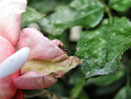 Antの写真素材