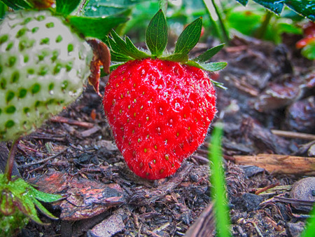 Strawberryの写真素材
