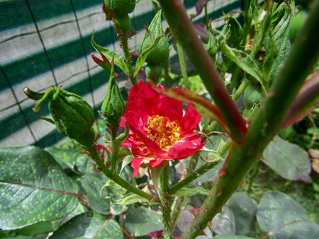 Red roseの写真素材
