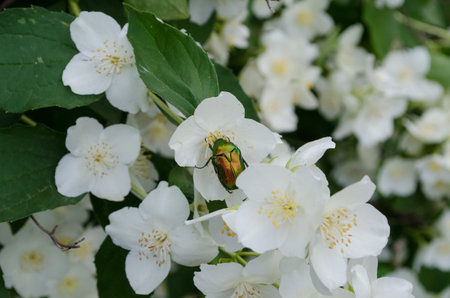 May beetle on white flowers in spring