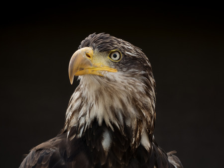 portrait of an eagleの写真素材