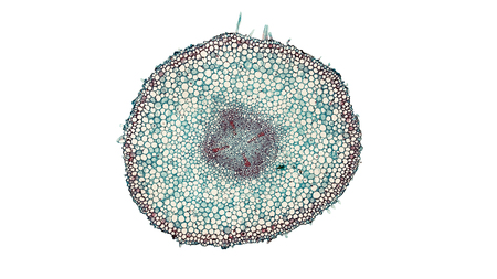 cross section cut of agriculture bean stem under the microscopeの写真素材