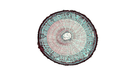 cross section of a lime stem under the microscopeの写真素材