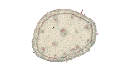 cross section cut of gerania under the microscopeの写真素材