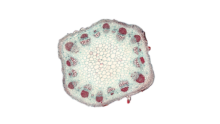 cross section cut of sunflower stem under the microscopeの写真素材