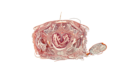 cross section of a male pine cone under the microscopeの写真素材