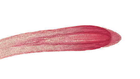 cross section cut of a root tip under the microscopeの写真素材