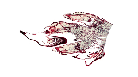 cross section cut of a female pine cone under the microscopeの写真素材