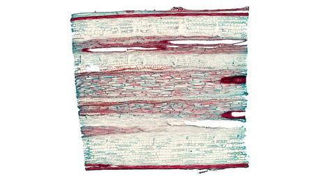 cross section cut of a pumpkin stem under the microscopeの写真素材