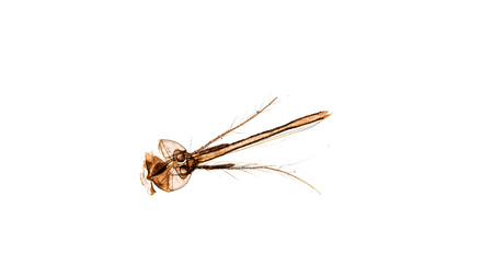 cross section cut of a mosquito under the microscopeの写真素材